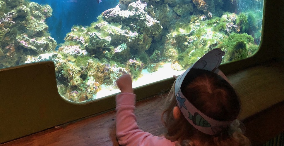 Rachel Bustin: Family trip to the National Marine Aquarium
